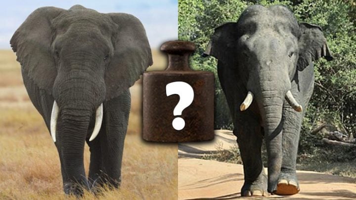 how-much-does-an-elephant-weigh