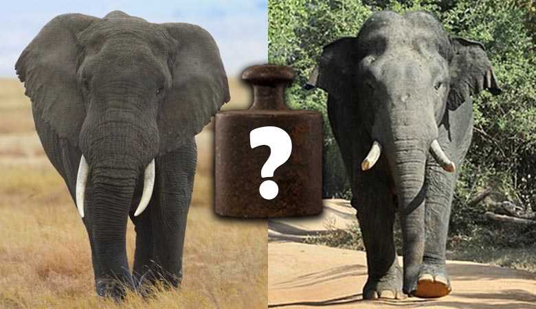 how-much-does-an-elephant-weigh