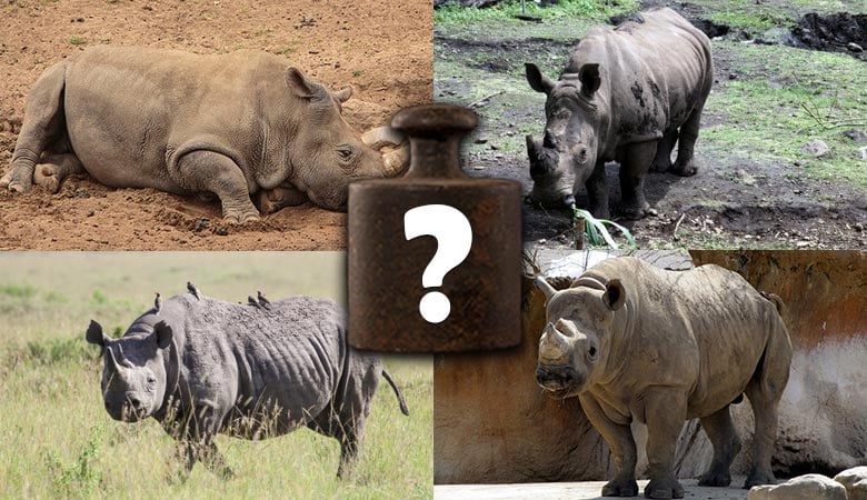 how-much-does-a-rhino-weigh