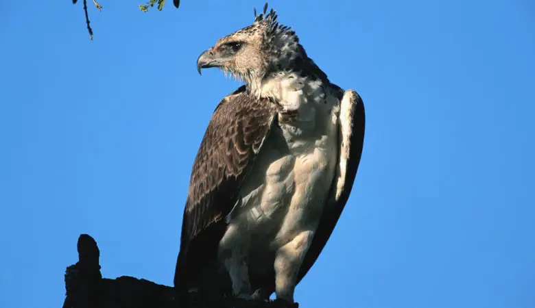 martial-eagle-weight