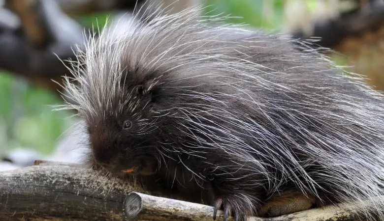 north-american--Porcupine-heavy-rodent