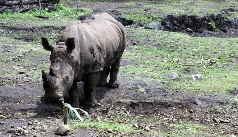 sumatran-rhino