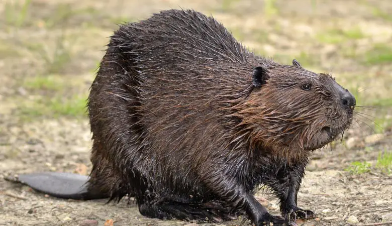 the-north-american-beaver-heavy-rodent