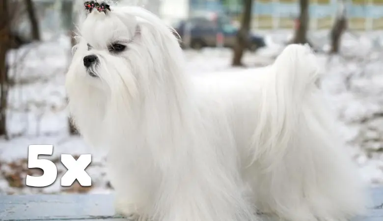 5-male-maltese-dogs-40-pounds
