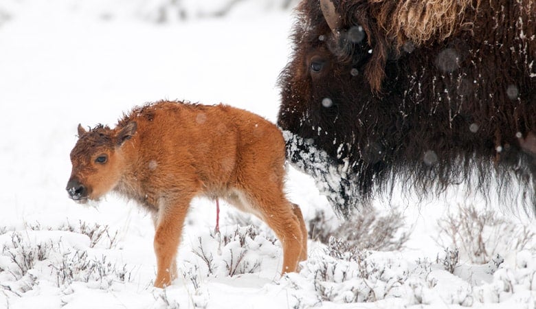American bison calf