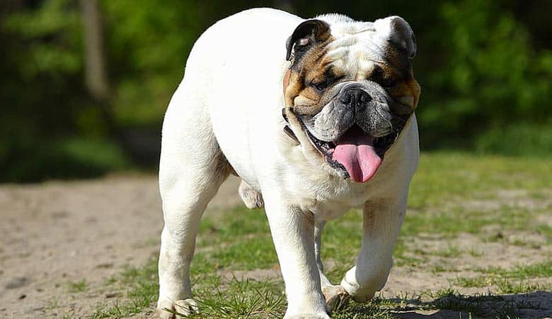 Male-bulldog-50-pounds
