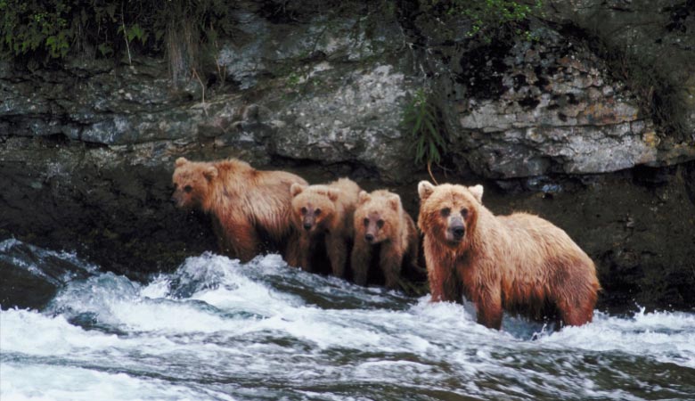 bear-cubs-60-pounds