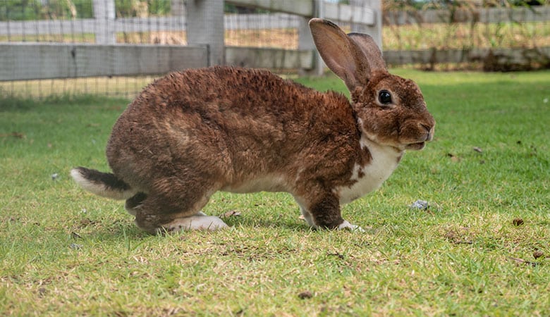Mexican cottontail rabbit