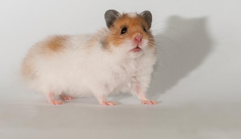 syrian hamster