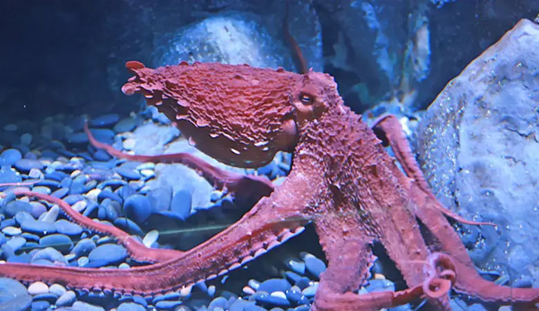 Pacific-Giant-Octopuses-100-kg