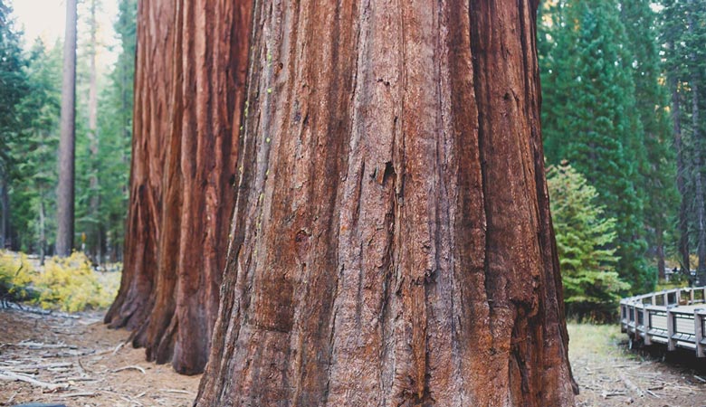 Sierra-Redwood-1000-tons
