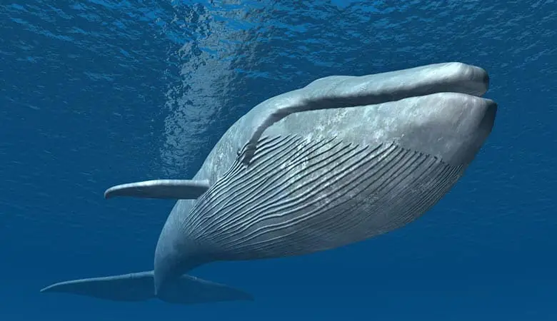 blue-whale-200-tons