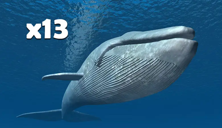 13-blue-whales-2000-tons