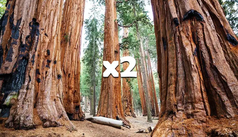 2-Sierra-Redwood-2000-tons
