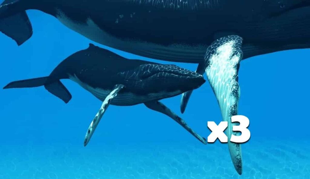 3-baby-whales-12-tons