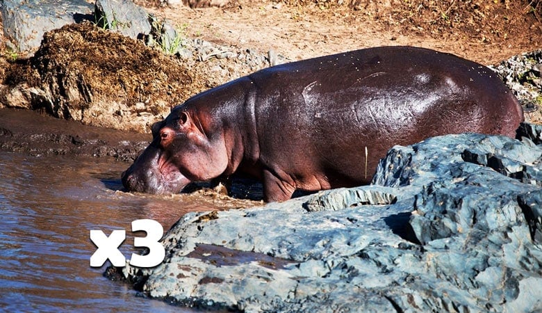 3-hippos-12-tons