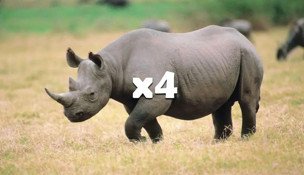 4-Rhinoceros-12-tons