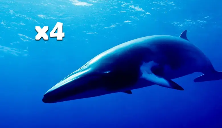 4-mink-whales-16-tons