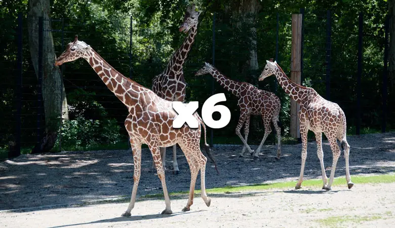6-Giraffes-12-tons