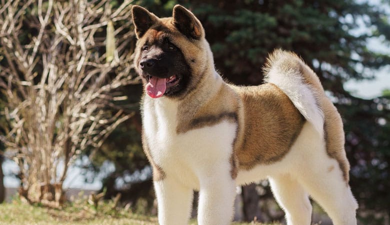 Akita-dog-50-kg