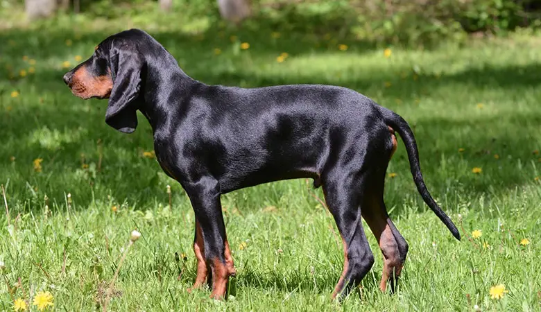 Black-and-Tan-Coonhound-50-kg