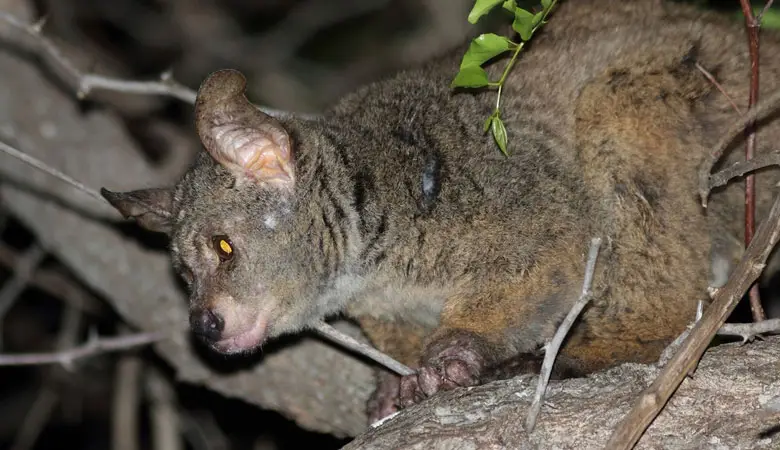 Greater-Galago-1-kg