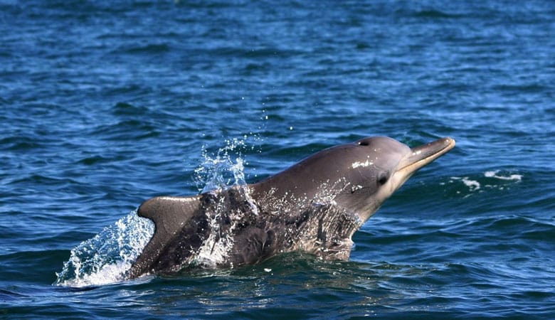 Humpbacked-Dolphin-130-kgs