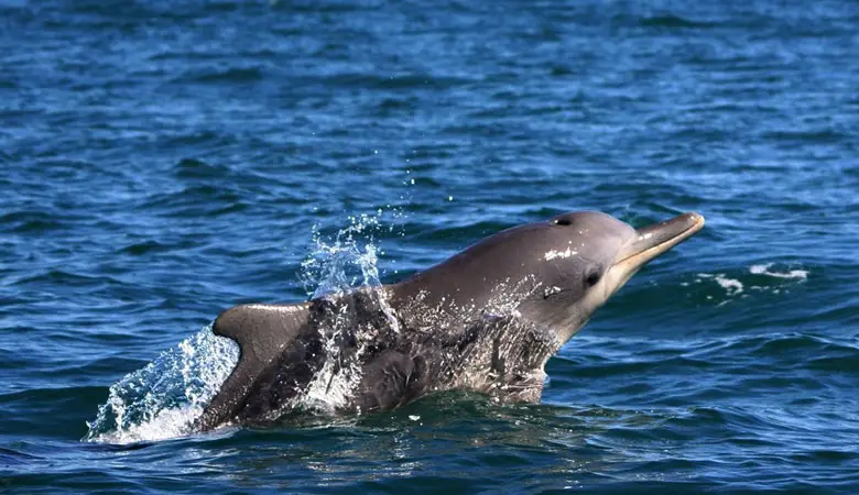 Humpbacked-Dolphin-130-kgs
