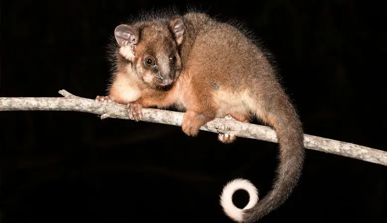 Lemuroid-Ringtail-Possum-1-kg