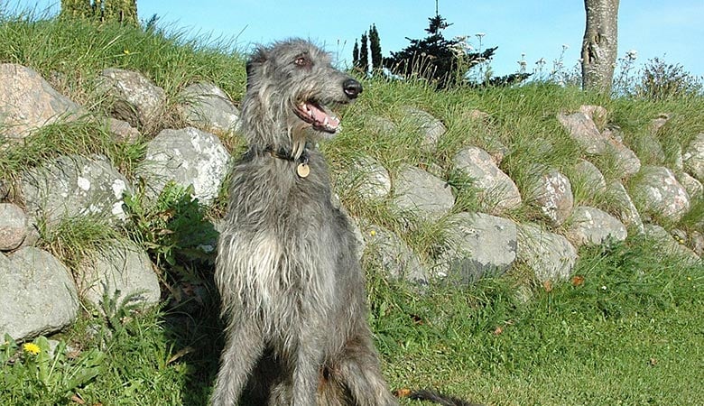 Scottish-Deerhound-50-kg