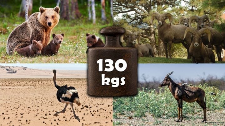 animals-that-weigh-130-kg-kilograms