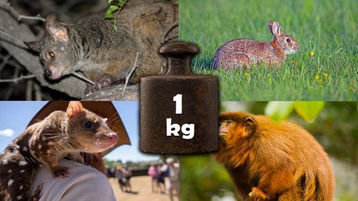 animals-that-weigh-about-1-kg