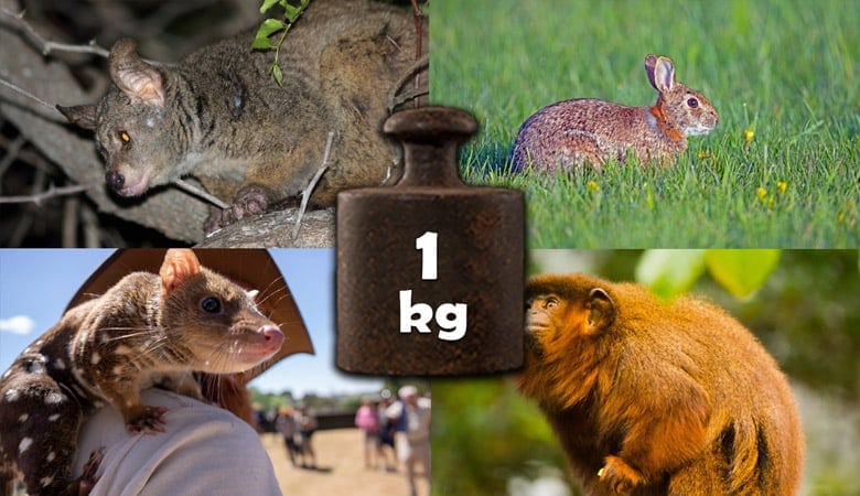 animals-that-weigh-about-1-kg