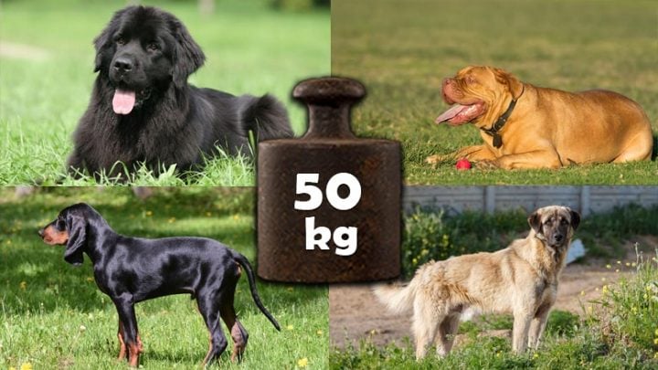 dogs-that-weigh-50-kg