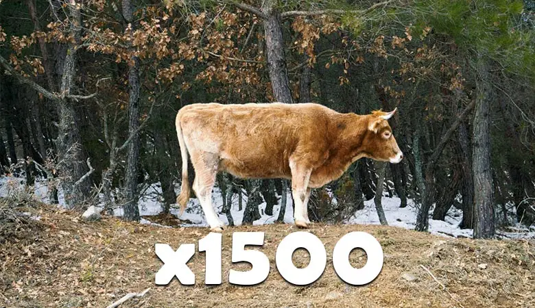1500-cows-900-tons