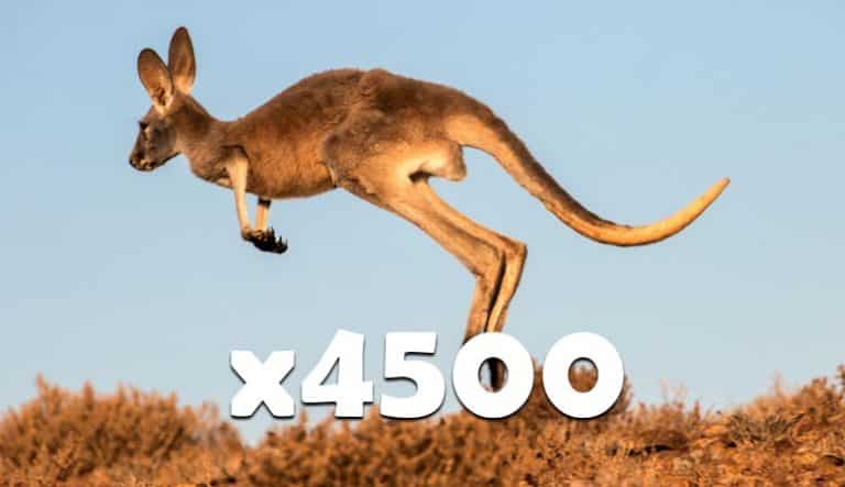 weeride kangaroo weight limit