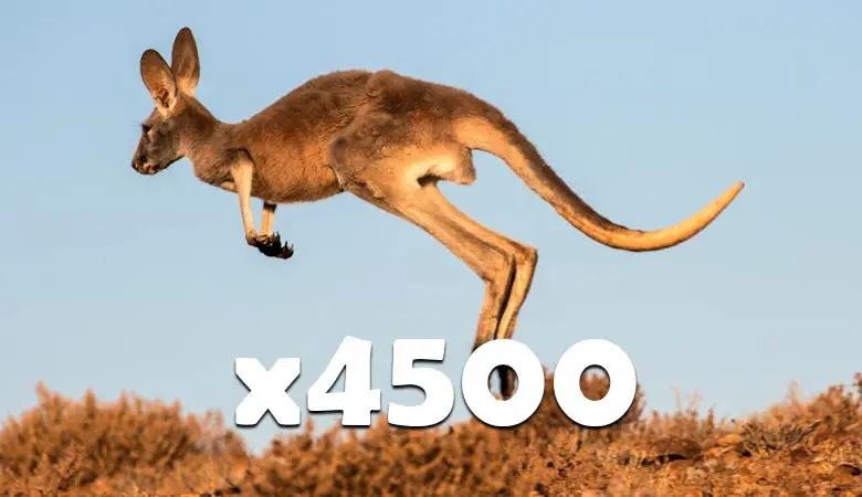 4500-kangaroos-400-tons