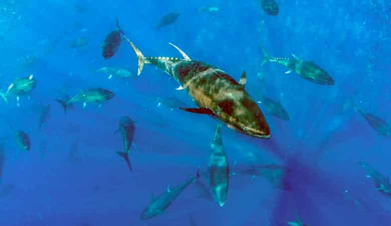 Atlantic Bluefin Tuna 500 kg