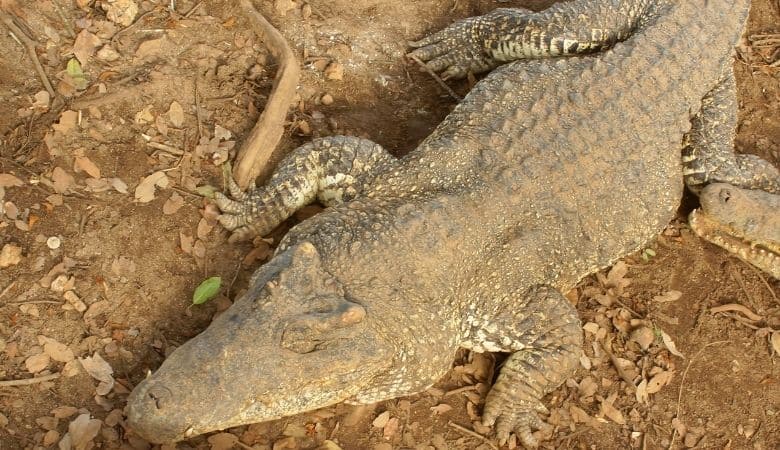 Cuban Crocodiles