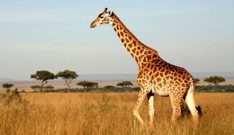 Giraffe 600 KG