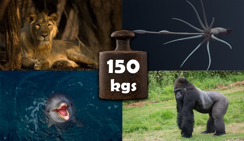 animals-that-weigh-150-kg