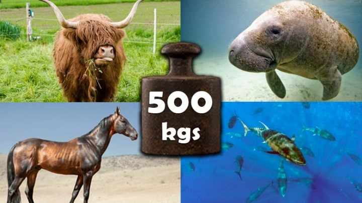 animals-that-weigh-500-kilograms-kgs