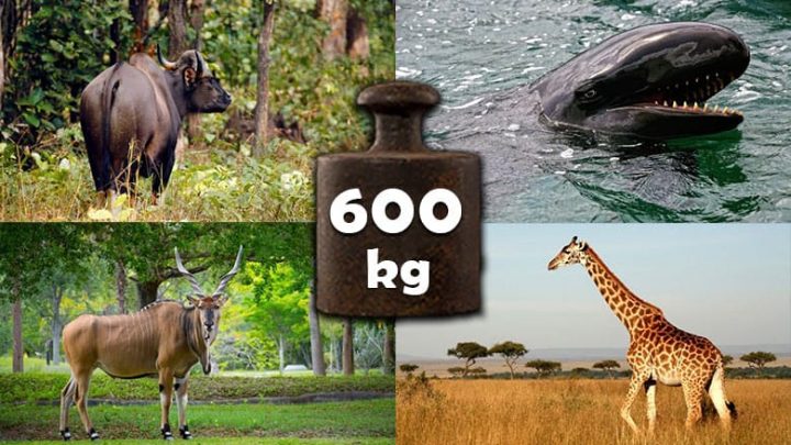 animals-that-weigh-600-kg-kilogram