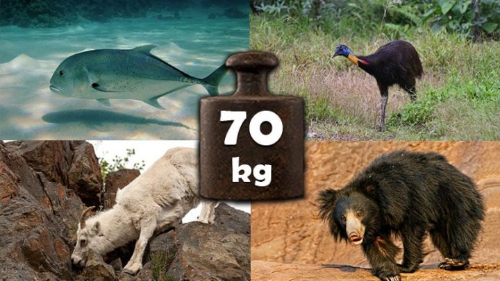 animals-that-weigh-about-70-kg