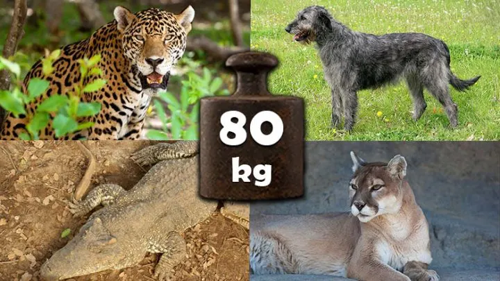 animals-that-weigh-about-80-kg