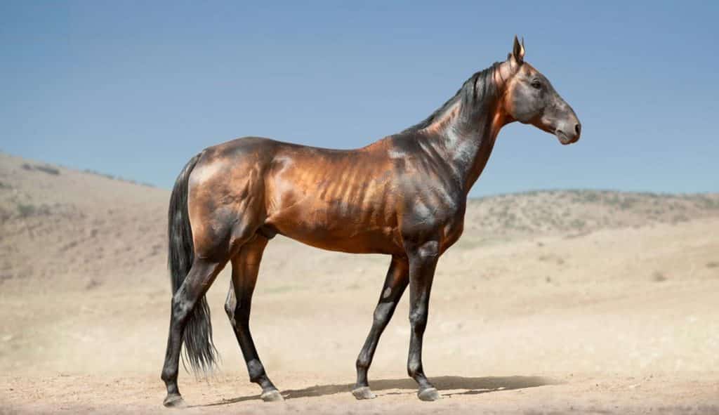 thoroughbred horse 500 kg