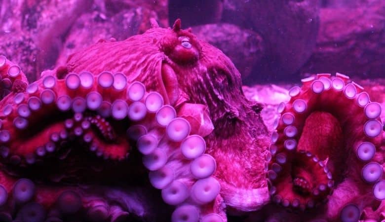 North Pacific Giant Octopus 200 lbs