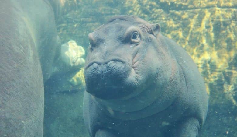 Baby Hippo 45 kg
