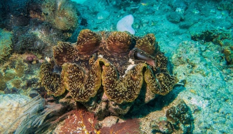 Giant clam 250 kg