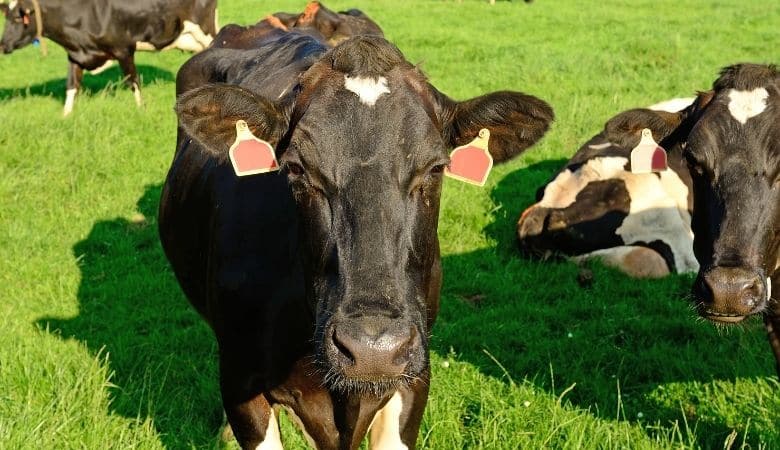 Holstein Cow 600 kg